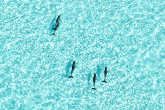 Aerial view of a pod of dolphins swimming through crystal clear turquoise water with gentle ripples on the surface Vashafaru, Haa Alif Atoll, Maldives.