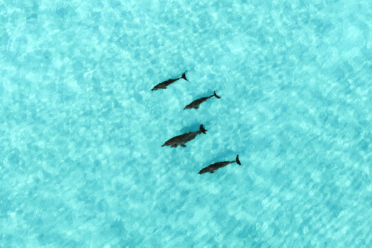 Aerial view of four dolphins swimming through crystal clear turquoise water in the tropical ocean Vashafaru, Haa Alif Atoll, Maldives.