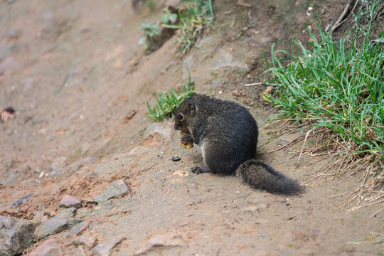 The Bornean mountain ground squirrel in Kinabalu Park, Malaysia. This squirrel frequently forages around dustbins along the Kinabalu summit trail.