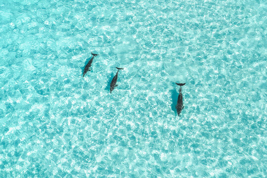 Aerial view of three dolphins swimming through crystal clear turquoise water with gentle ripples in Vashafaru, Haa Alif Atoll, Maldives.