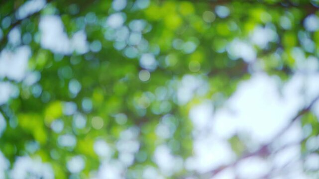 Green nature background, blur bokeh soft sunlight spring forest summer backdrop, beautiful foliage natural glowing spa aroma wallpaper leaf abstract effect beauty blurred