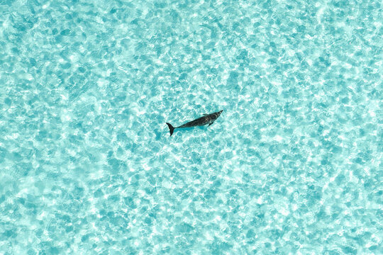 Aerial view of a single dolphin swimming through crystal clear turquoise water with shimmering sun reflections Vashafaru, Haa Alif Atoll, Maldives.