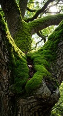 Fototapeta premium Moss Covered Tree Trunk, Lush Green Canopy