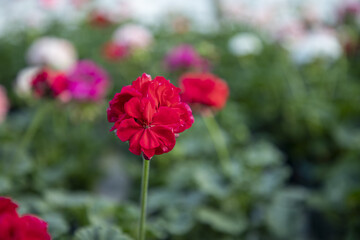 Obraz premium Vivid red rose flower close up, fresh romantic bloom with green leaf bokeh
