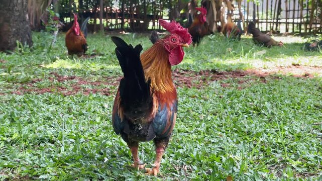 rooster in the garden, red junglefowl looking side to side and walking carefully, rooster and friend in the nature footage