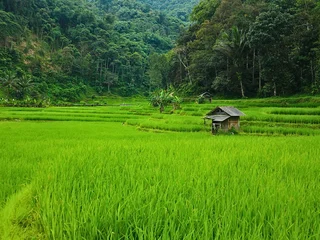 Fototapeten Reisfelder scenic paddy rice field in Indonesia  © Jacky