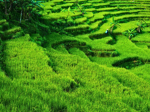 scenic paddy rice field in Indonesia