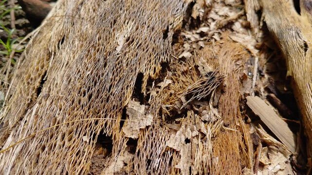 Old brown bark wood texture. Natural wooden background.or cutting board. Wood decay with wood termites , Old grunge dark textured wooden background , The surface of the old brown wood texture