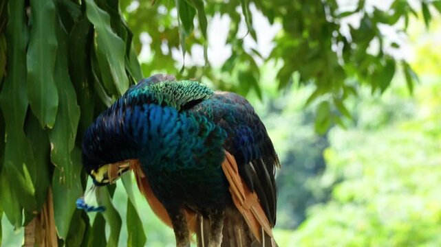 medium shot of blue peacock preening in the park, indian peafowl in alert of sound when it cleaning its feather in nature, peacock during molting seaoson
