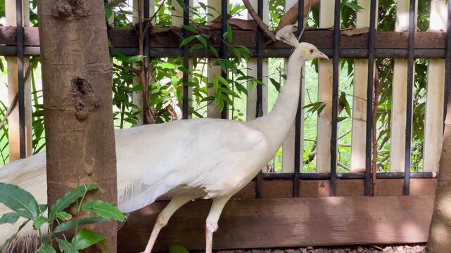 white peacock routine in the afternoon, albino peacock walking and looking around elegantly in nature, wildlife bird behaviour footage