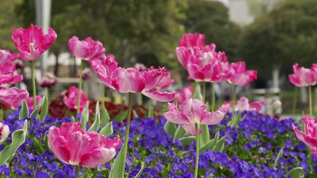 Pink tulips with ruffled petals bloom above a carpet of small blue flowers