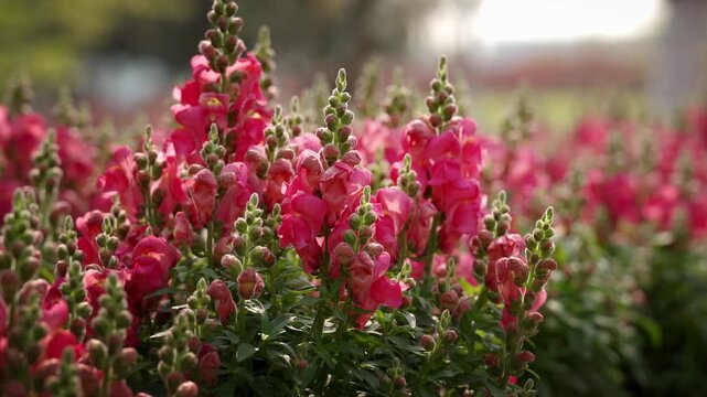 Tall spikes of pink snapdragons with fuzzy buds rise above green foliage in a sunny field