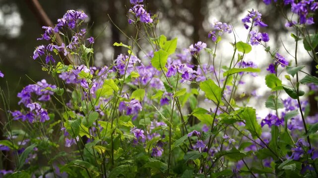 Tall stems of purple, four-petaled honesty flowers rise above broad green leaves