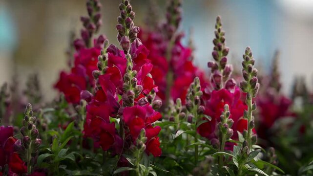 Tall spikey red snapdragon flowers