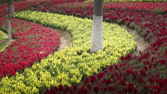 A Field of Colorful Snapdragons