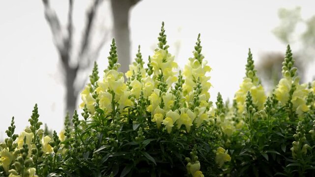 A batch of white snapdragon flowers