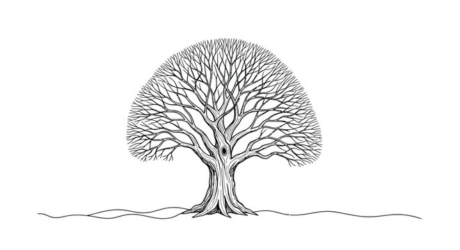 Detailed oak tree sketch leafless winter branch illustration line art