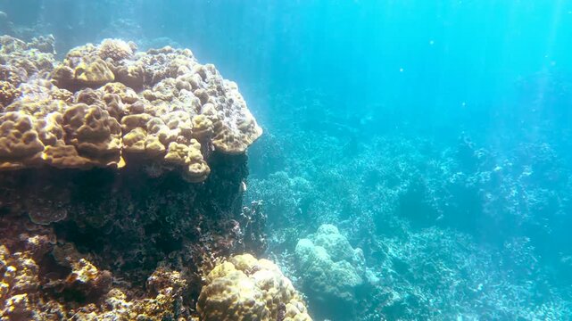 Sunlight Rays Filtering Through Clear Blue Water Over Vibrant Palau Coral Reef