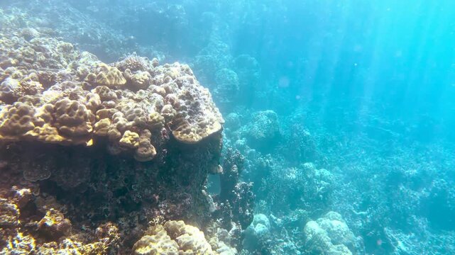 Sunlight Rays Filtering Through Clear Water Over Hard Coral Reef in Palau
