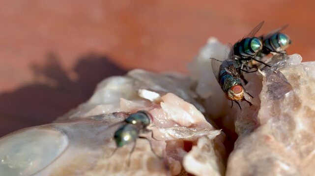 Oriental Latrine Blow Flies Feeding on Dead Fish Carrion