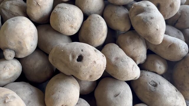 Fresh agricultural produce potatoes macro shot