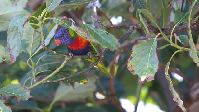 Colorful Rainbow Lorikeet Perched on a Tree Branch in Australia