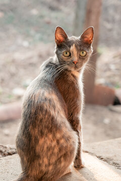Dilute tortoiseshell cat with striking yellow eyes sitting outdoors and turning its head back, looking directly at the camera with a curious expression during daytime