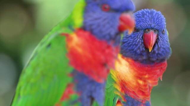 Close Up of Vibrant Rainbow Lorikeet Parrots in Gold Coast Australia