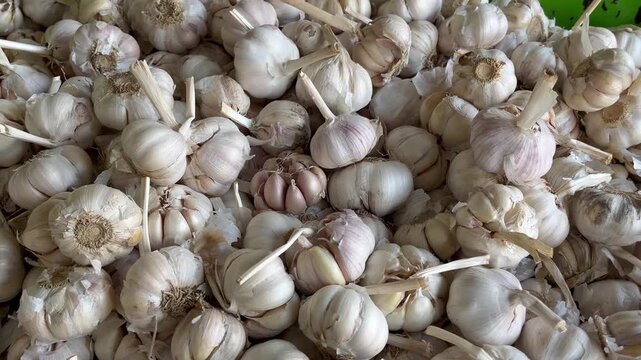 Close up of organic white garlic at local market
