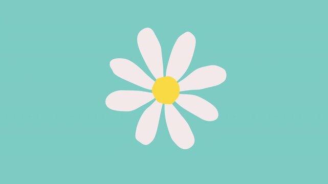 White daisy animation on pastel color background. Cute flower motion graphic for composite and presentation.