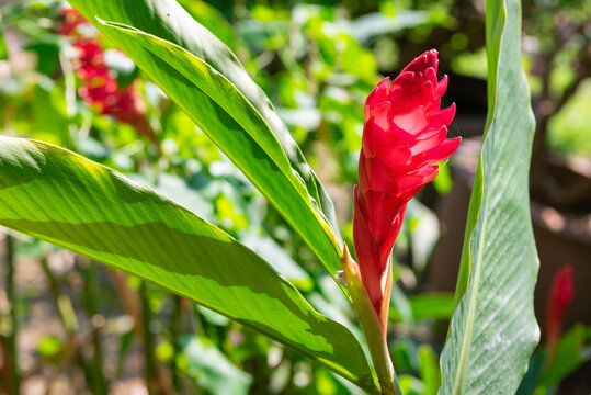 Bright red ginger flower blooming among green tropical leaves with natural sunlight and fresh botanical garden atmosphere