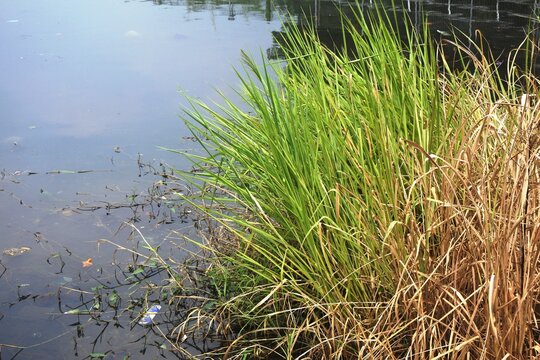 The cogon grass or imperata cylindrica plants in irrigation channels with cloudy water