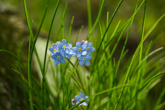 Delicate blue forget-me-not flowers bloom amidst lush green grass in soft sunlight