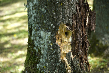Closeup Of Tree Trunk With Bark Damage And Woodpecker Hole In Mossy Forest © NetPix