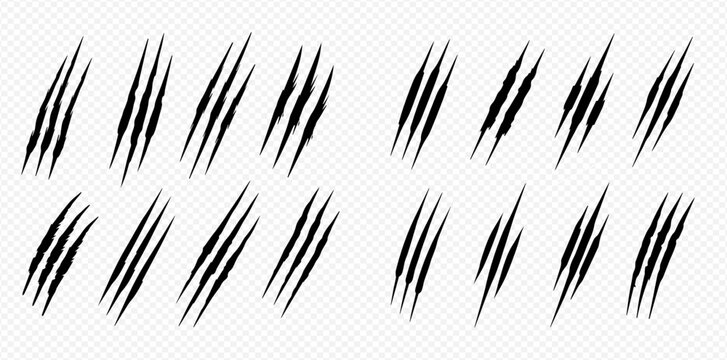 Set of animal claw marks and scratches, isolated on transparent background, symbolizing aggression and danger.