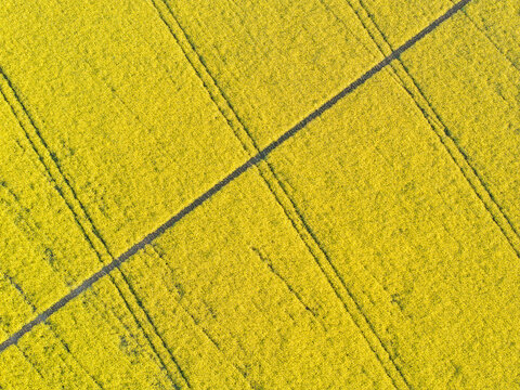 Aerial view of vibrant yellow rapeseed fields with geometric tractor tracks under bright daylight Nuffield, Oxfordshire, United Kingdom.