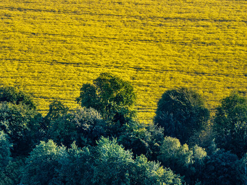 Aerial view of a bright yellow rapeseed field bordered by a lush line of green trees under soft daylight in the countryside of Nuffield, Oxfordshire, United Kingdom.