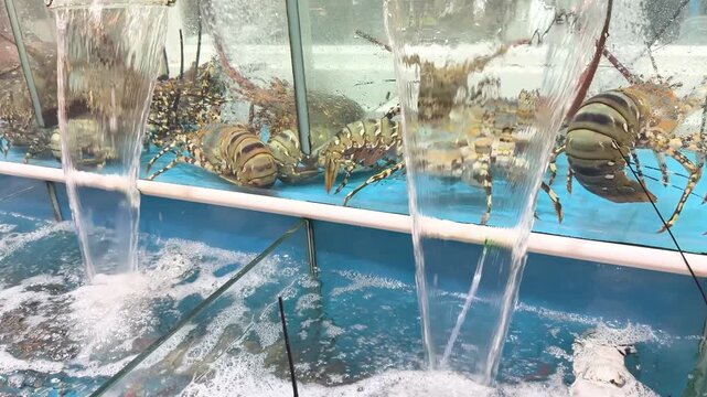 Live Spiny Lobsters in a Fresh Water Tank at Krabi Seafood Market