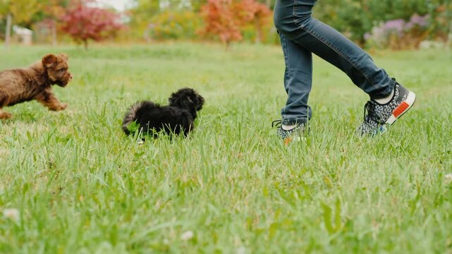 Two adorable small puppies playing with owner on green grass field during autumn afternoon in park.