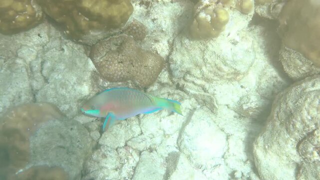 Quoy's Parrotfish Swimming Over a Coral Reef in Palau