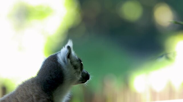 Close-up profile of a ring-tailed lemur observing its surroundings at a zoo