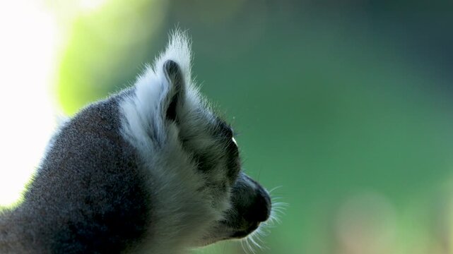 Close Up Portrait of a Ring-Tailed Lemur Looking Around Outdoors