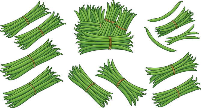 Fresh Green Bean Vector Set with Organic Vegetable Bundles, Healthy Farm Produce, and Natural Food Illustration Collection