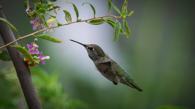 Female Anna's Hummingbird Hovering by Flowering Goji Berry Branch