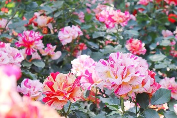 Fototapeta premium 華やかなバラの花（エドガードガ）4