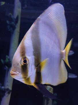 A majestic portrait of a Teira Batfish (Platax teira) showcasing its elegant, disc-shaped silhouette and striking vertical bands. Set against a deep, mysterious aquatic backdrop.