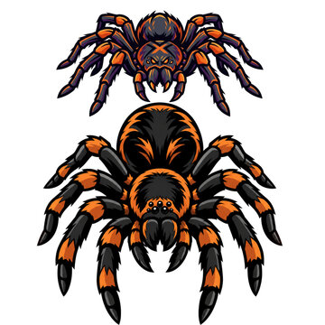 Tarantula spider vector