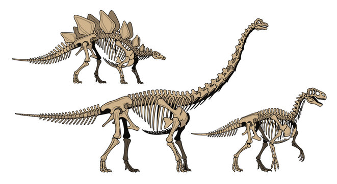 Detailed skeletal illustrations of three different dinosaur species including a stegosaurus and brachiosaurus.