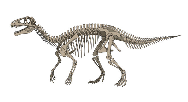 Complete skeleton of a large dinosaur displayed in a side profile view showing detailed bone structure and pre-historic anatomy.