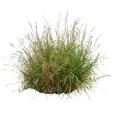 Wild green grass clump with seeds isolated on transparent background